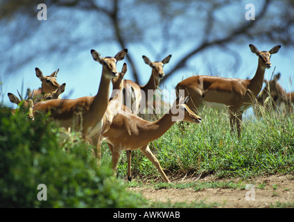 Herd of Common Impala (Aepyceros melampus) Stock Photo