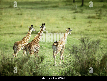 Three Masai Giraffes (Giraffa camelopardalis tippelskirchi) walking across green grassland, rear view Stock Photo