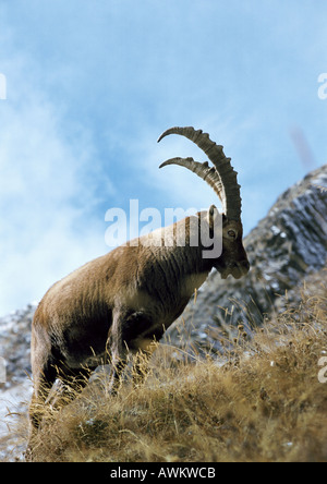 Alpine Ibex (Capra ibex) on mountainside, Italy, Europe Stock Photo