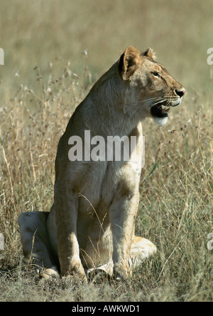Lioness (Panthera leo) sitting in grass, full length Stock Photo