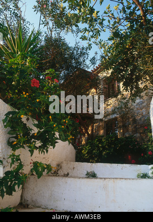 Overgrown branches over steps in front of house, Peloponnese, Greece Stock Photo