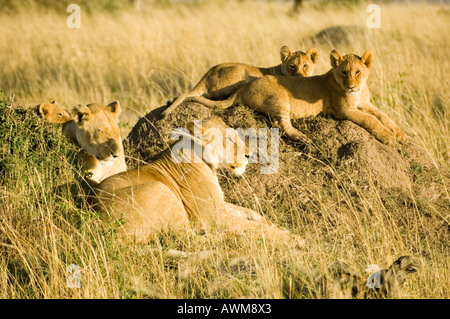 Pride of lions in Kenya's Masai Mara Stock Photo