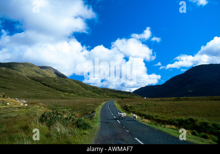 High angle view of sheep on mountain road, County Mayo, Republic Of Ireland Stock Photo