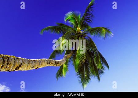 Coconut Palm Tree (Cocos nucifera), Praslin, Seychelles Islands, Africa Stock Photo