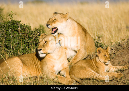 Pridw of lions in Kenya's Masai Mara Stock Photo