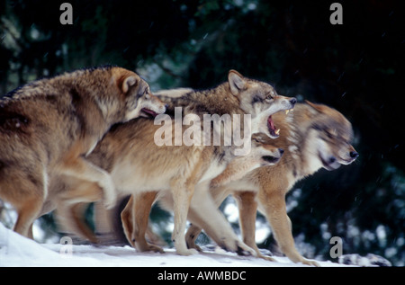 Herd of Gray wolves (Canis lupus) in forest Stock Photo