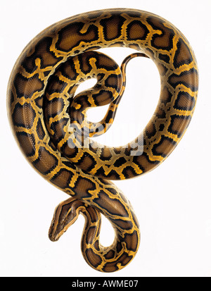 Close-up of Burmese Python (Python molurus bivittatus) on white background Stock Photo