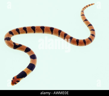 Close-up of African coral snake (Aspidelaps lubricus) on white background