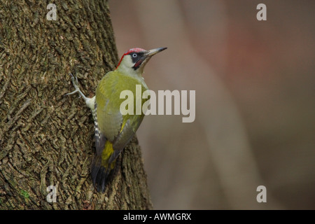 Green Woodpecker or Yaffle (Picus viridis) Stock Photo