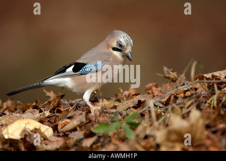 Eurasian Jay (Garrulus glandarius) Stock Photo