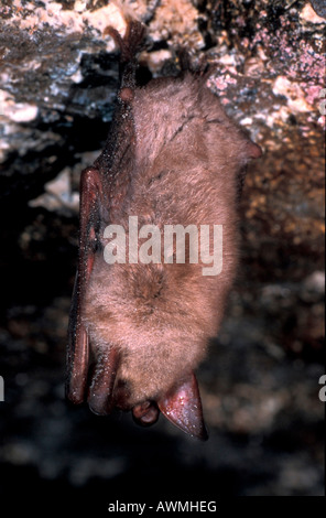 Greater Mouse-Eared Bat (Myotis myotis) hibernating in a cave Stock Photo