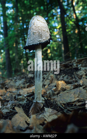 Shaggy Mane (Coprinus comatus), edible mushroom Stock Photo