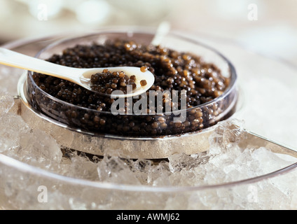 Sturgeon caviar on ice, close-up Stock Photo