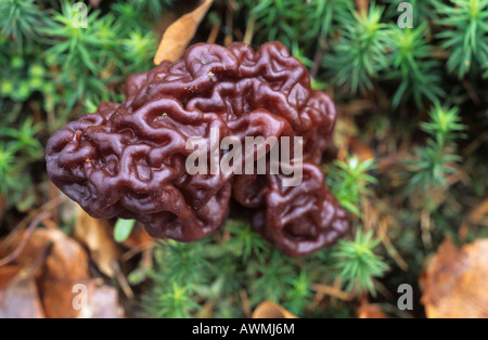 False morel (Gyromitra esculenta) Stock Photo