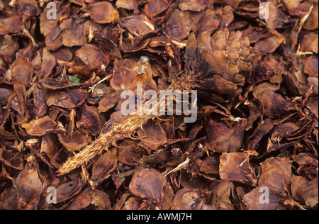 Cones of the fire (Picea abies) eaten from an european red squirrel ( Sciurus vulgaris) Stock Photo