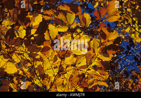 Common beech leaves in autumn colours (Fagus sylvatica) Stock Photo