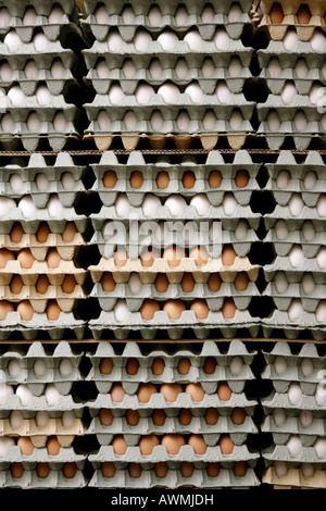 Egg cartons with eggs Stock Photo