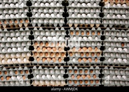 Egg cartons with eggs Stock Photo