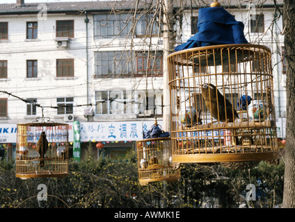 China, Beijing, caged birds in park Stock Photo