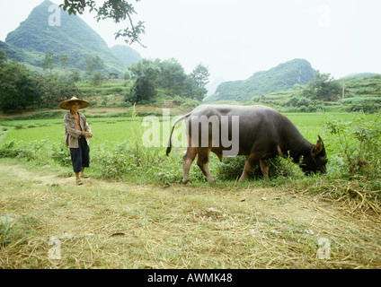 China, Guangxi Autonomous Region, Guilin, man standing behind water buffalo grazing grass Stock Photo