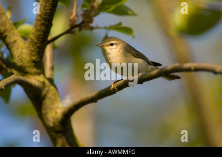 Willow Warbler (Phylloscopus trochilus) perched on a branch, Guxhagen, northern Hesse, Germany, Europe Stock Photo
