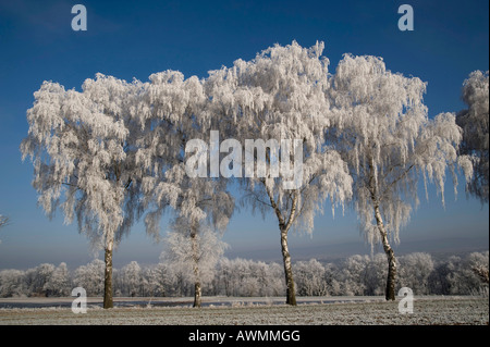 Frost-covered Silver Birch or Weeping Birch trees (Betula pendula, Betula verrucosa), Grifte, northern Hesse, Germany, Europe Stock Photo