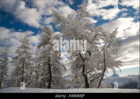Snow-covered trees against clouds in a blue sky, Arabba, Bolzano-Bozen, Dolomites, Italy, Europe Stock Photo