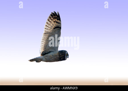 Short Eared Owl in Flight at Dusk, Wales, UK. Stock Photo