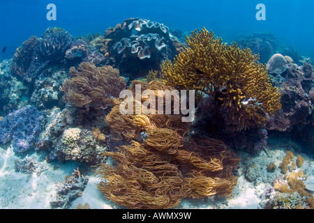 Coral reef in the underwater national park of Bunaken, Sulawesi, Indonesia. Stock Photo