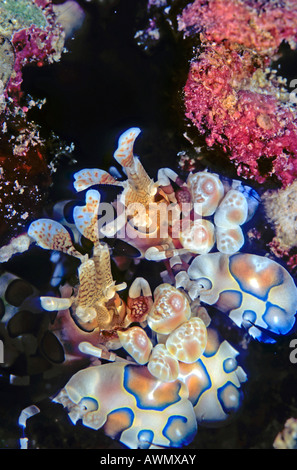 Pair of harlequin shrimp, Maldives, Indian ocean, Stock Photo