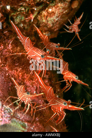 Hinge Beak Prawn or Durban Shrimp (Rhynchocinetes durbanensis), Philippines, Asia Stock Photo