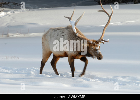 Stock photo of an elk walking through snow, Yellowstone National Park. Stock Photo