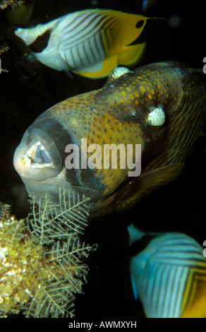 Giant or Titan Triggerfish (Balistoides viridescens) attacking; a hazard for divers, swimmers and snorkelers when guarding its  Stock Photo