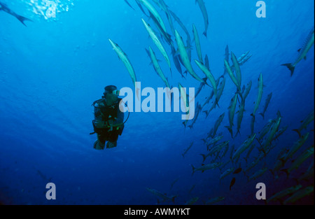 Great Barracuda (Sphyraena barracuda), Palau, Pacific Ocean, Oceania Stock Photo