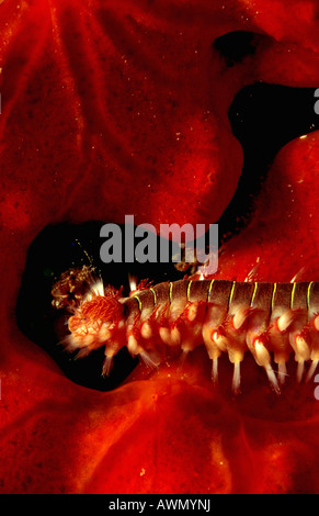 Bearded Fireworm (Hermodice carunculata), Mediterranean Sea, Turkey, Europe Stock Photo