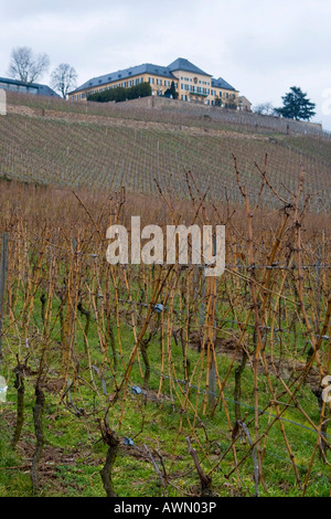 Vineyards in wintertime, wine cultivation in the Rhinegau region near Johannisberg Castle, Hesse, Germany, Europe Stock Photo