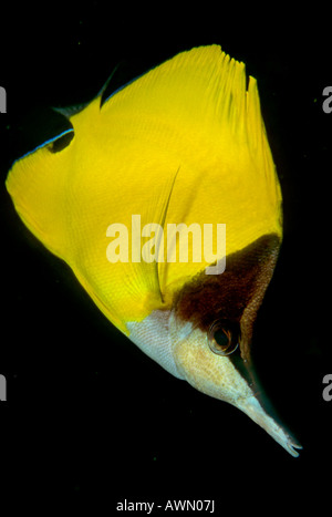 Longnose - or Longsnout Butterflyfish (Forcipiger longirostris), Philippines, Asia Stock Photo
