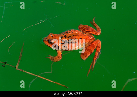 Common or Grass Frog, Rana temporaria. Taking a sunbath on pond Stock Photo
