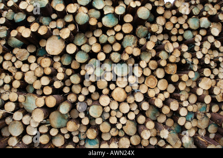 A large pile of different sized freshly cut logs in a forest Stock Photo