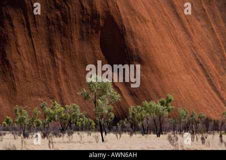 Uluru (Ayres Rock) towering over the trees of the Australian Outback Stock Photo