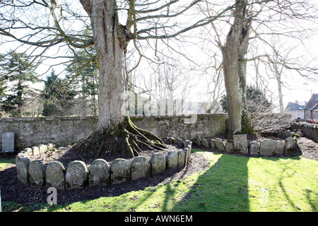 Gravestones round the base of an old tree in Monymusk graveyard, Aberdeenshire, Scotland, UK Stock Photo