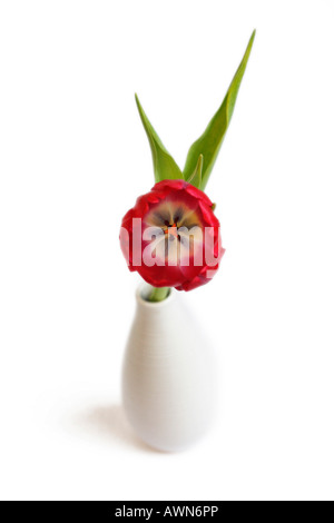 Red Tulip (Tulipa) in a white vase