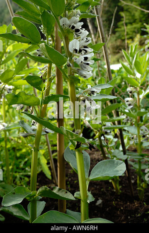 Flowering Broad bean plant Stock Photo