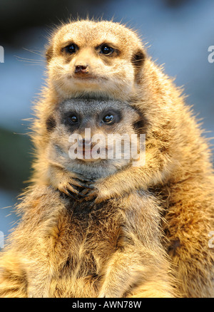 Meerkat (Suricata suricatta) Stock Photo