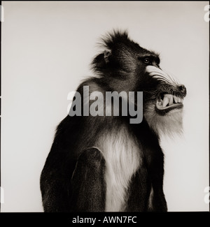 Mandrill monkey Papio Sphinx in the studio Stock Photo