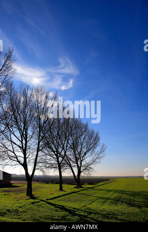 Cirrus Uncinus Clouds Flat Landscape Of The Fens Area Cambridgeshire 