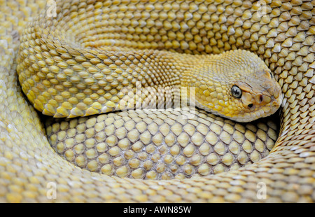 Mexican west coast rattlesnake (Crotalus basiliscus) Stock Photo