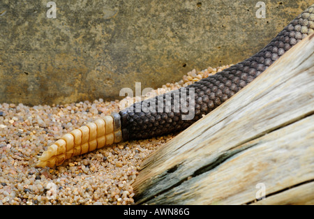 Rattler (tail) of Mexican west coast rattlesnake (Crotalus basiliscus) Stock Photo