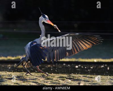 Grey Heron (ardea cinerea) Stock Photo