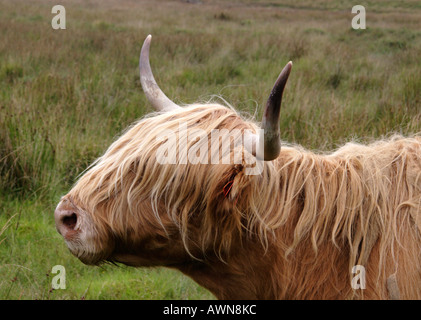 Highland cow, Isle of Mull, Western Scotland Stock Photo